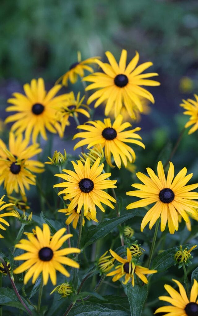 Bright yellow daisies in garden setting