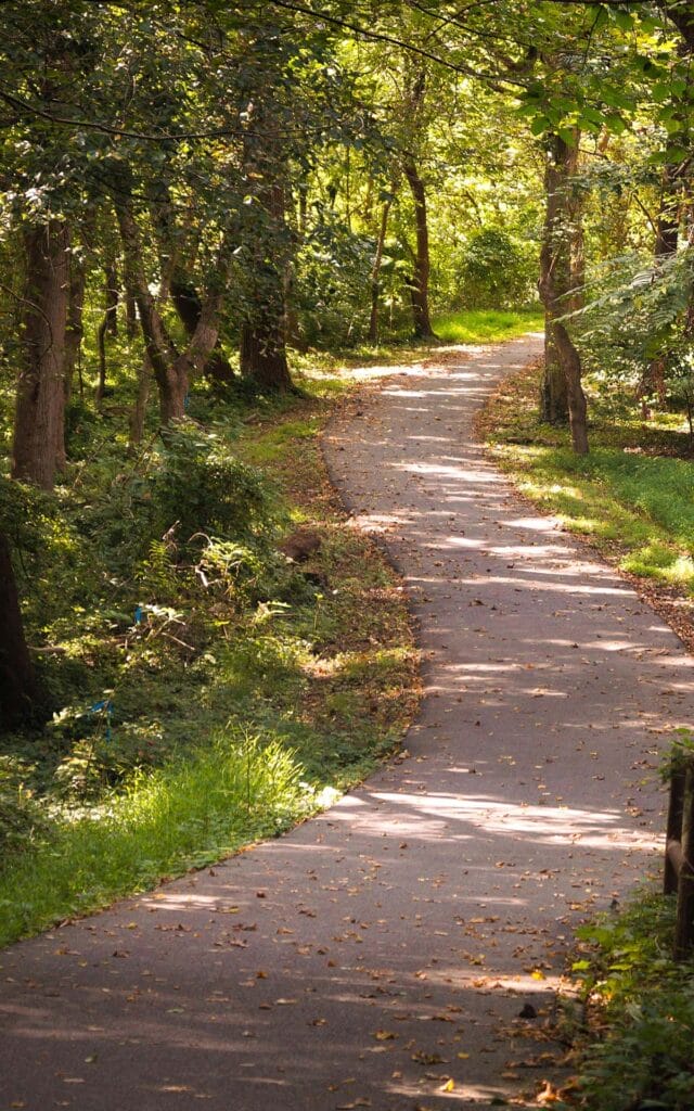 Winding path through sunlit forest in autumn.