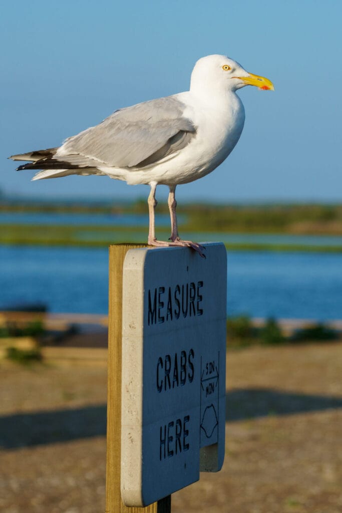 a seagull standing on a sign in OCean City, MD