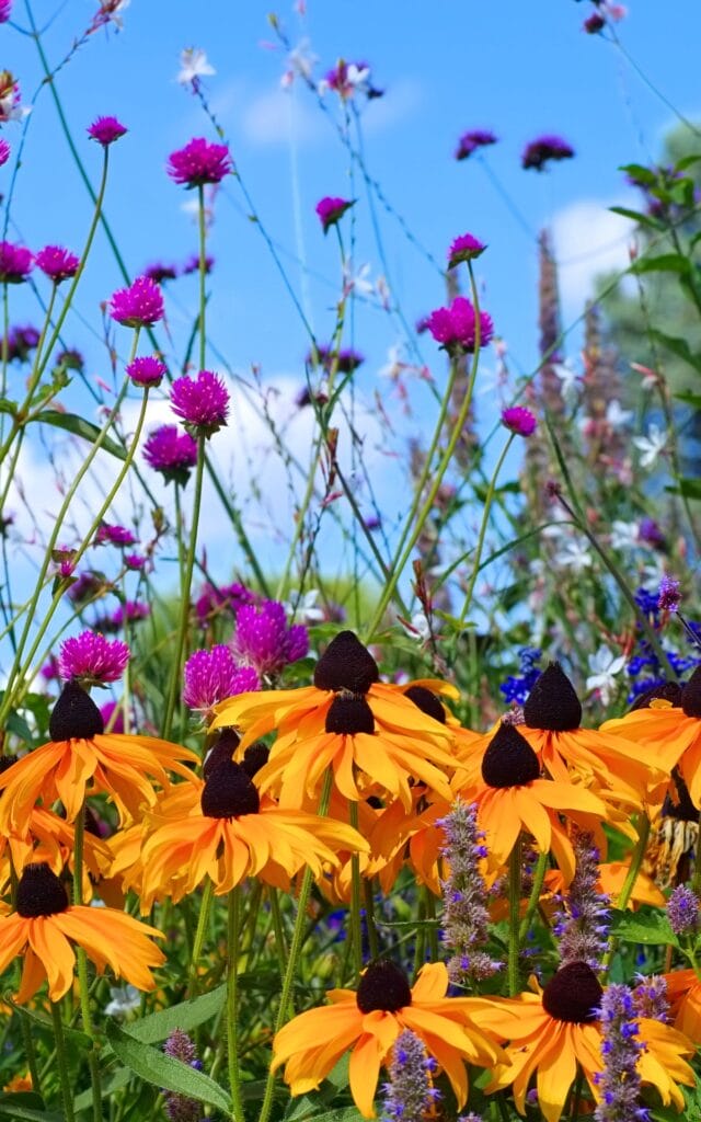 Carroll County, Maryland flower patch